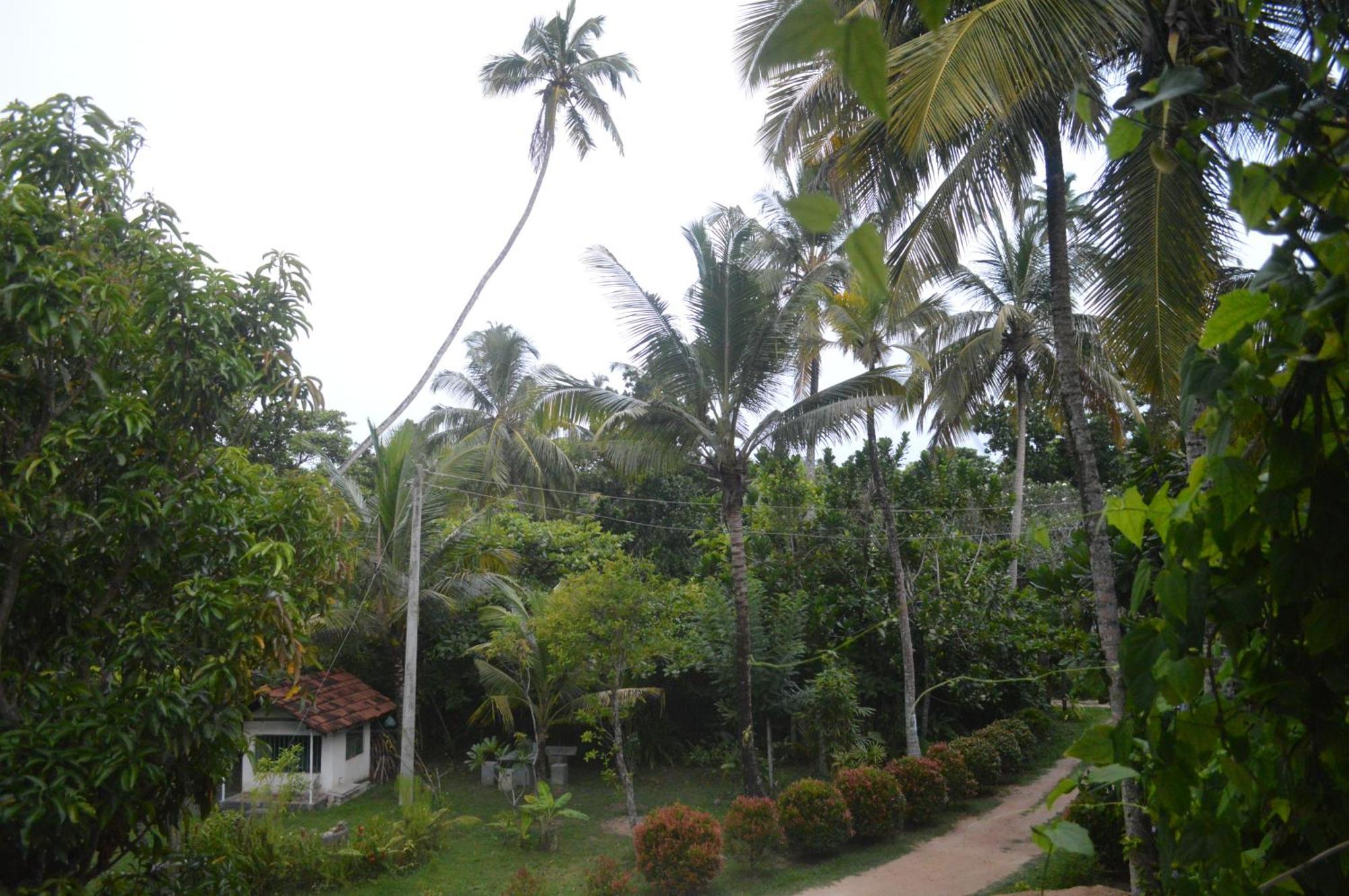 Hotel Coconut Grove - Midigama East Exterior foto